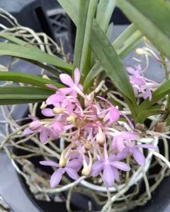 フウランの写真｜植物図鑑｜みんなの趣味の園芸