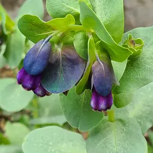 セリンセ・マヨールの種類（原種、品種）｜植物図鑑｜みんなの趣味の