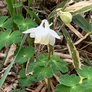 ミヤマオダマキとは｜育て方がわかる植物図鑑｜みんなの趣味の園芸