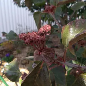 ハクサンボクの種類（原種、品種）｜植物図鑑｜みんなの趣味の園芸
