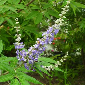 セイヨウニンジンボクとは｜育て方がわかる植物図鑑｜みんなの趣味の
