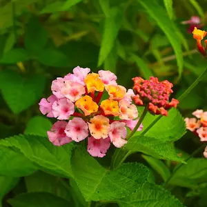 ランタナとは｜育て方がわかる植物図鑑｜みんなの趣味の園芸（NHK出版）