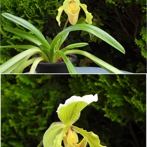 パフィオペディラムの種類（原種、品種）｜植物図鑑｜みんなの趣味の