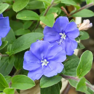 エボルブルス（アメリカンブルー）の種類（原種、品種）｜植物図鑑