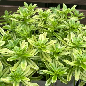 キリンソウの写真｜植物図鑑｜みんなの趣味の園芸