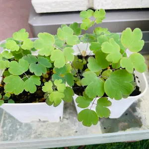 ミヤマオダマキとは｜育て方がわかる植物図鑑｜みんなの趣味の園芸
