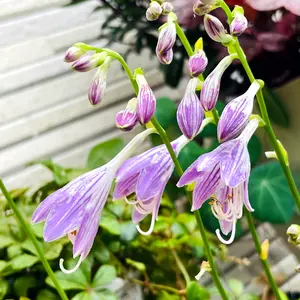 ギボウシ（ホスタ）の写真｜植物図鑑｜みんなの趣味の園芸