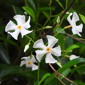 テイカカズラの写真｜植物図鑑｜みんなの趣味の園芸
