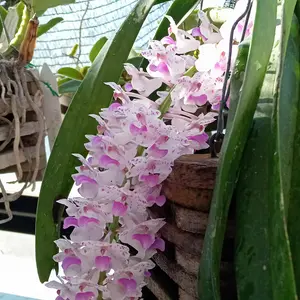 リンコスティリスの種類（原種、品種）｜植物図鑑｜みんなの趣味の園芸