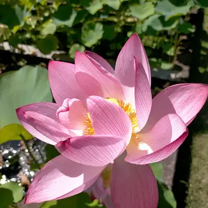 ハスの育て方・栽培方法｜植物図鑑｜みんなの趣味の園芸（NHK出版）