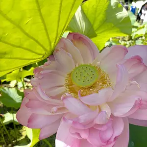 ハスの育て方・栽培方法｜植物図鑑｜みんなの趣味の園芸（NHK出版）