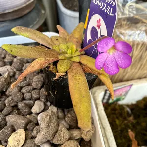 ムシトリスミレの仲間の育て方・栽培方法｜植物図鑑｜みんなの趣味の