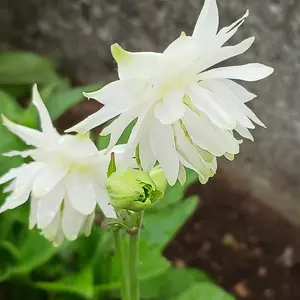 西洋オダマキの育て方・栽培方法｜植物図鑑｜みんなの趣味の園芸（NHK