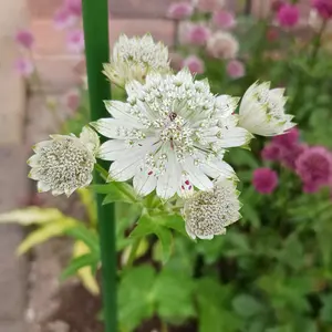 アストランティアの種類（原種、品種）｜植物図鑑｜みんなの趣味の園芸