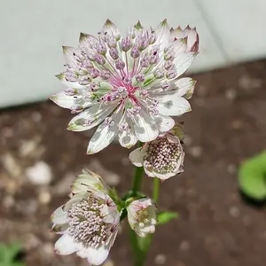 アストランティアの種類（原種、品種）｜植物図鑑｜みんなの趣味の園芸