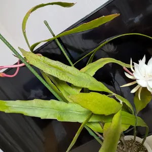 月下美人の写真｜植物図鑑｜みんなの趣味の園芸