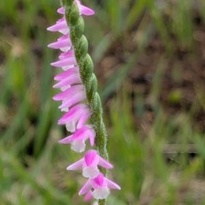 ネジバナとは・基本情報｜育て方がわかる植物図鑑｜みんなの趣味の園芸