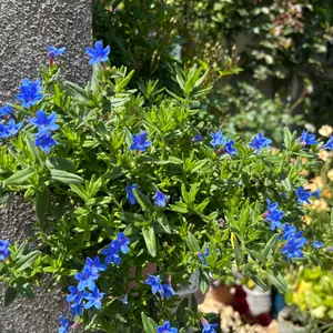 ミヤマホタルカズラとは｜育て方がわかる植物図鑑｜みんなの趣味の園芸