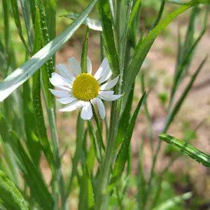 ジャーマンカモミールの種類（原種、品種）｜植物図鑑｜みんなの趣味の