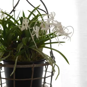 フウランの写真｜植物図鑑｜みんなの趣味の園芸