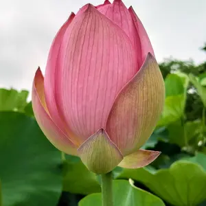 ハスの育て方・栽培方法｜植物図鑑｜みんなの趣味の園芸（NHK出版）