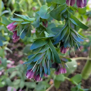 セリンセ・マヨールの種類（原種、品種）｜植物図鑑｜みんなの趣味の