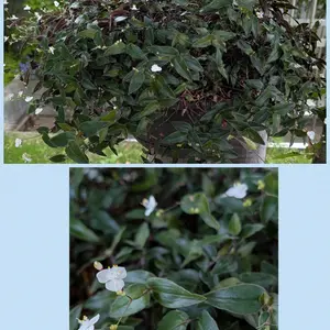 ブライダルベールとは｜育て方がわかる植物図鑑｜みんなの趣味の園芸