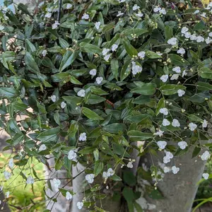 ブライダルベールとは｜育て方がわかる植物図鑑｜みんなの趣味の園芸