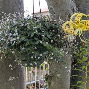 ブライダルベールとは｜育て方がわかる植物図鑑｜みんなの趣味の園芸