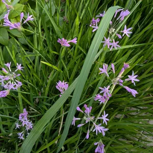 ツルバギアの育て方・栽培方法｜植物図鑑｜みんなの趣味の園芸（NHK出版）