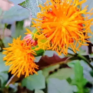 金時草の写真｜植物図鑑｜みんなの趣味の園芸