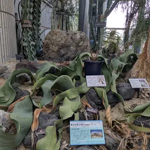 奇想天外（ウェルウィッチア）の種類（原種、品種）｜植物図鑑