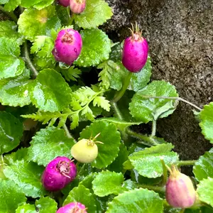 コケモモのそだレポ（栽培レポート）｜植物図鑑｜みんなの趣味の園芸