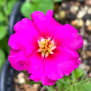 マツバボタンの写真｜植物図鑑｜みんなの趣味の園芸