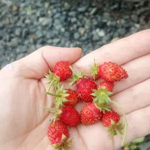 ワイルドストロベリーの写真｜植物図鑑｜みんなの趣味の園芸