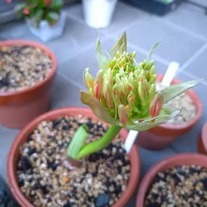 ハエマンサスとは｜育て方がわかる植物図鑑｜みんなの趣味の園芸（NHK