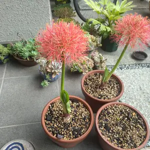 ハエマンサスとは｜育て方がわかる植物図鑑｜みんなの趣味の園芸（NHK