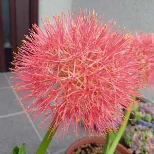 ハエマンサスとは｜育て方がわかる植物図鑑｜みんなの趣味の園芸（NHK