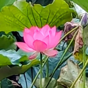 ♫ハスの育て方♫ ハスの育て方 | 杜若園芸WEBショップ｜水草の生産