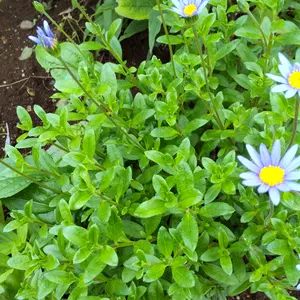 ブルーデージーとは｜育て方がわかる植物図鑑｜みんなの趣味の園芸