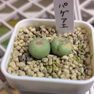 コノフィツムとは｜育て方がわかる植物図鑑｜みんなの趣味の園芸（NHK