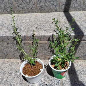 ブルーデージーの種類（原種、品種）｜植物図鑑｜みんなの趣味の園芸