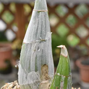 カタセタムの種類（原種、品種）｜植物図鑑｜みんなの趣味の園芸（NHK