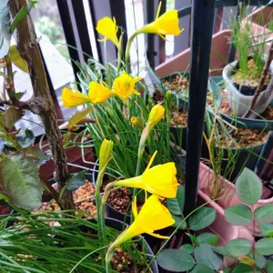 ナルキッスス・バルボコディウムの種類（原種、品種）｜植物図鑑