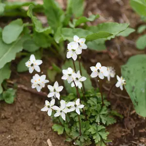 バイカオウレンの種類（原種、品種）｜植物図鑑｜みんなの趣味の園芸