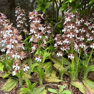 エビネ（春咲き）とは｜育て方がわかる植物図鑑｜みんなの趣味の園芸