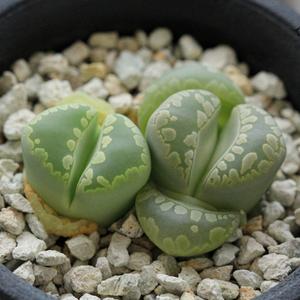 リトープスotzeniana YAMATO Granat