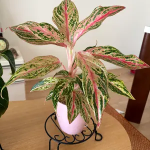 アグラオネマの育て方・栽培方法｜植物図鑑｜みんなの趣味の園芸（NHK