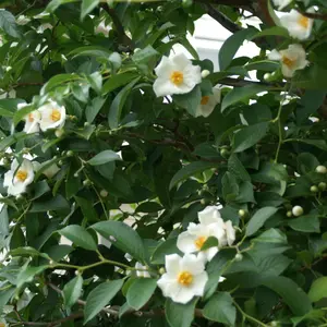 ヒメシャラの種類（原種、品種）｜植物図鑑｜みんなの趣味の園芸（NHK