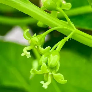 ウメモドキの種類（原種、品種）｜植物図鑑｜みんなの趣味の園芸（NHK